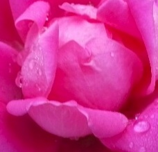 Pink Rose